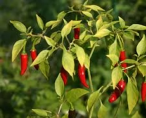 Gesundheitspraxis-Edelweis-Cayenne-Chili